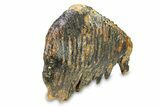 Woolly Mammoth Upper M Molar - North Sea Deposits #295865-4